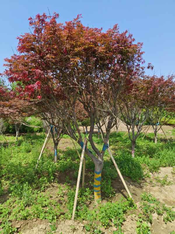 1734245888837788.jpg IMG_20230507_102100.jpg