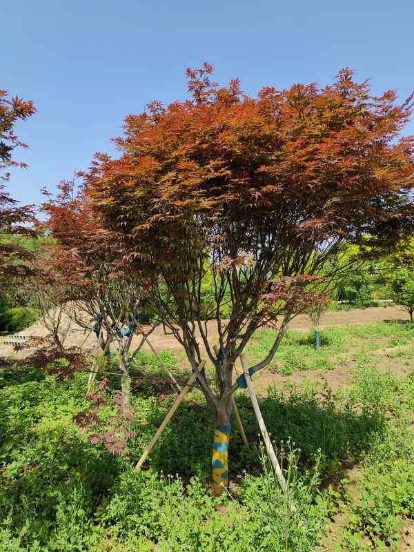 1734245969916018.jpg IMG_20230507_102107.jpg