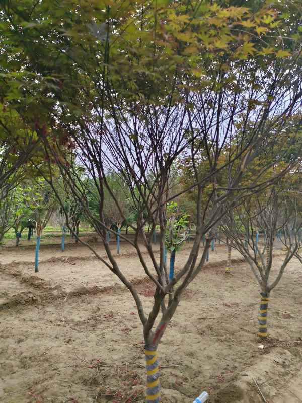 1734246053482135.jpg IMG_20230519_132907.jpg