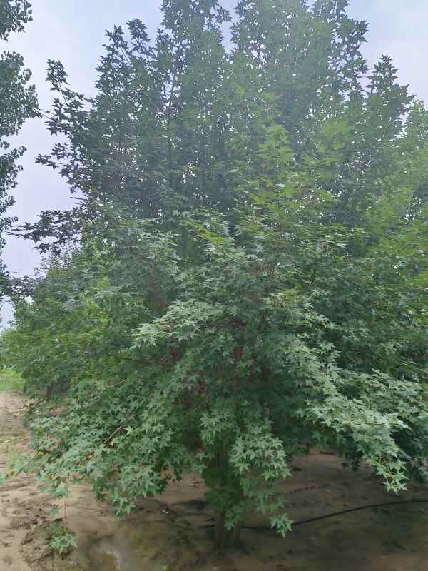 1734487858706825.jpg IMG_20230818_133741.jpg