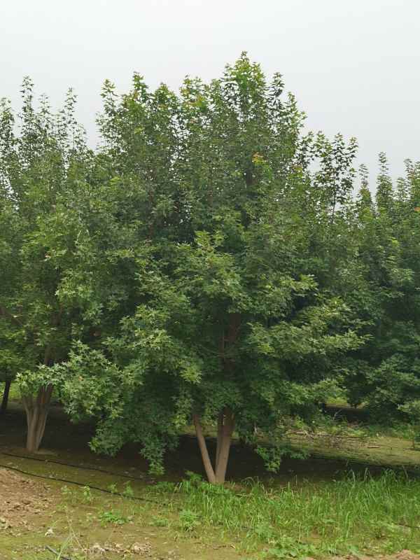 1734487995567498.jpg IMG_20230818_102854.jpg