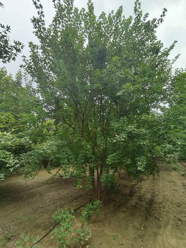 1734488060891062.jpg IMG_20230818_102346.jpg