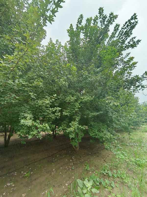 1734488283174498.jpg IMG_20230818_102208.jpg