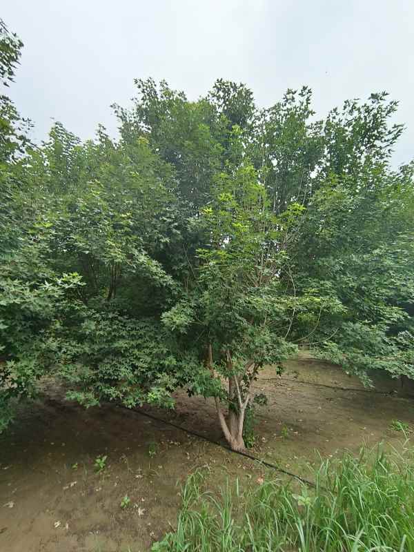 1734488371736195.jpg IMG_20230818_102157.jpg