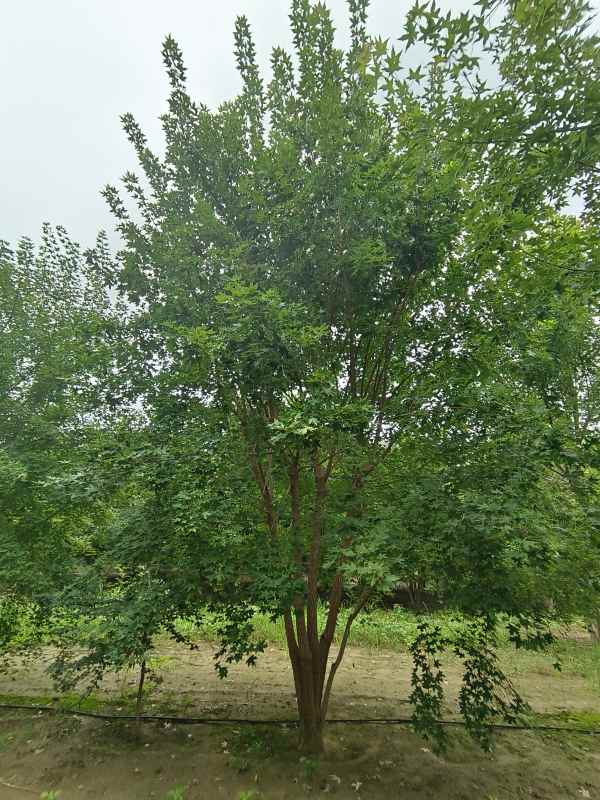 1734488451920454.jpg IMG_20230818_102137.jpg