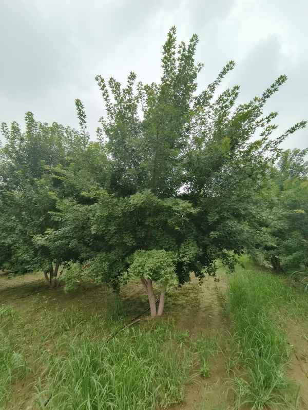 1734488607310904.jpg IMG_20230818_102009.jpg