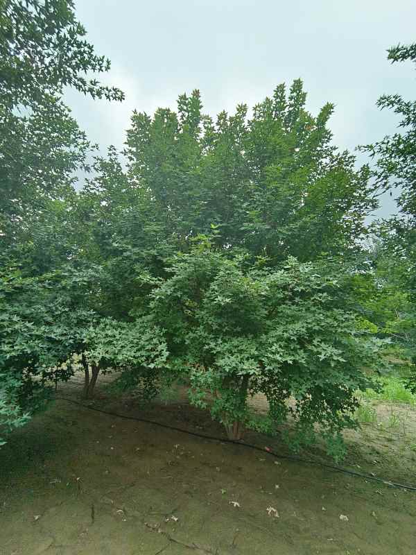 1734488836467047.jpg IMG_20230818_101937.jpg