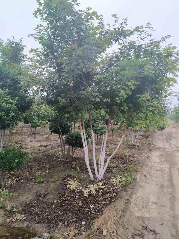 1734489084319856.jpg IMG_20230519_180935.jpg