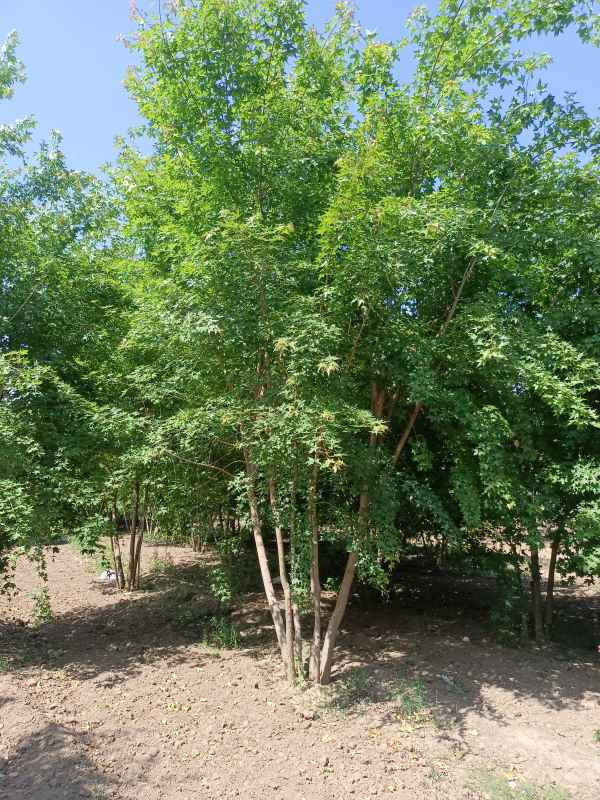 1734489232245657.jpg IMG_20220521_143731.jpg