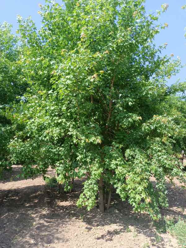 1734489299388561.jpg IMG_20220521_143721.jpg