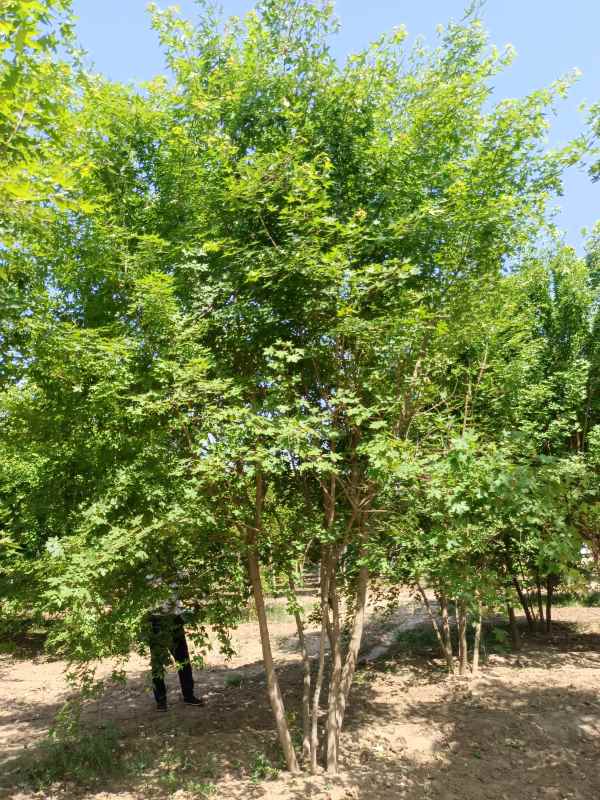 1734489376707179.jpg IMG_20220521_143702.jpg