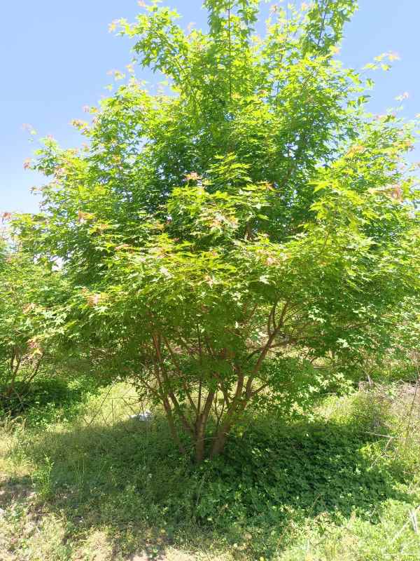 1734489441841036.jpg IMG_20220515_121329.jpg