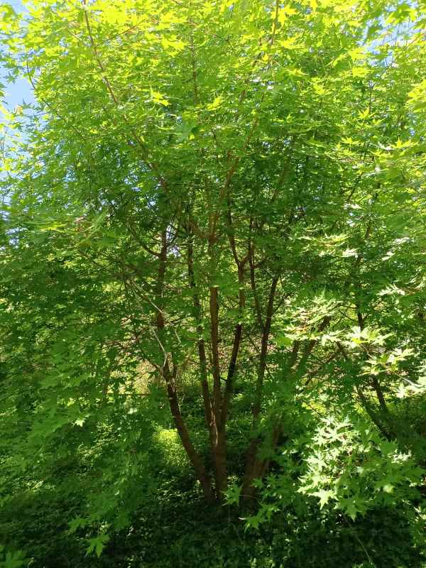 1734489584176574.jpg IMG_20220515_121149.jpg