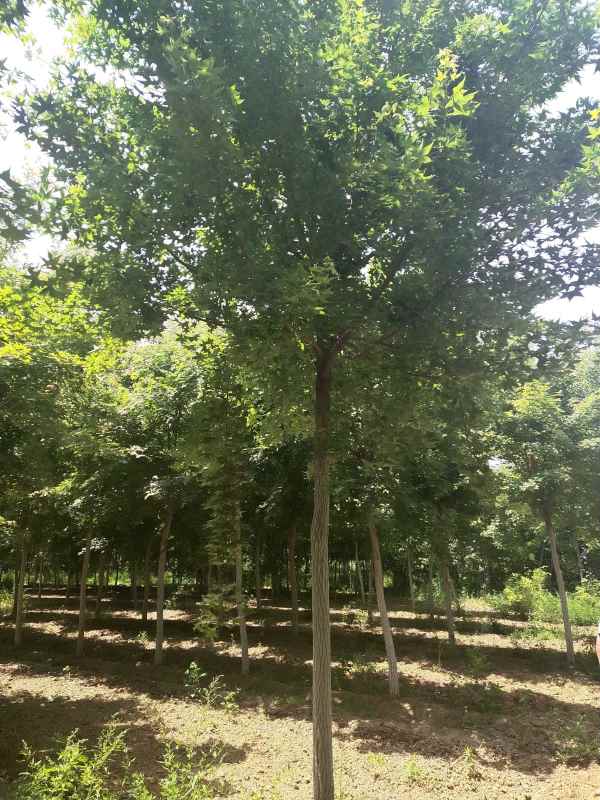 1734490632526443.jpg IMG_20200522_115718.jpg