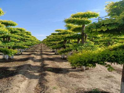 造型金葉榆：種植、修剪與景觀設(shè)計(jì)_提供免費(fèi)苗木報(bào)價(jià)