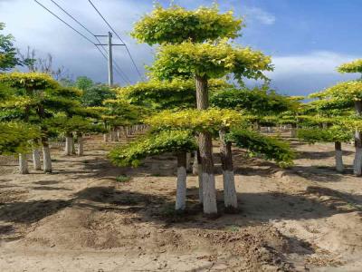 種植造型金葉榆，提升城市綠化品質(zhì)_提供免費(fèi)苗木報(bào)價(jià)