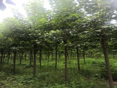 8公分楸樹(shù)多少錢